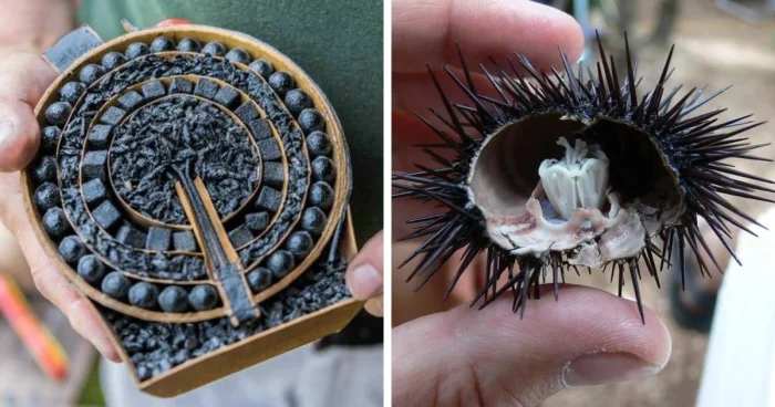 Заглянем внутрь: 19 снимков, показывающих содержимое разных предметов