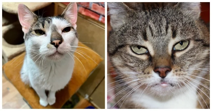 20 котиков с гипнотическим взглядом, которые покорят ваше сердце