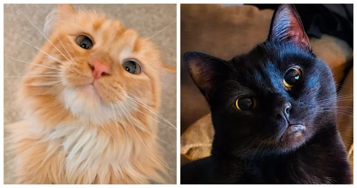 20+ котов, которые знают, что они – боги, и ведут себя соответственно