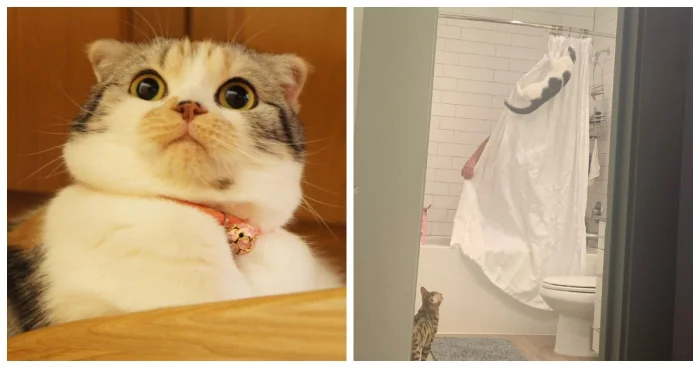 Кошачьи создания, вызывающие восторг и лёгкий ужас