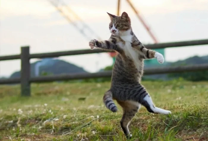 20 котов-экстремалов, для которых гравитация — пустой звук