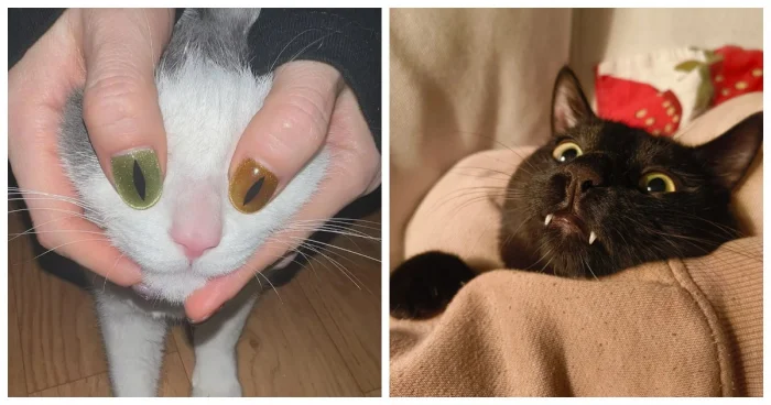 Эти 20+ пушистиков попали в объектив и сделали день своим хозяевам