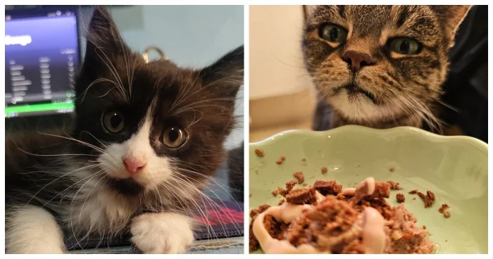 Котики при деле: 20+ пушистиков, занятых важными кошачьими обязанностями