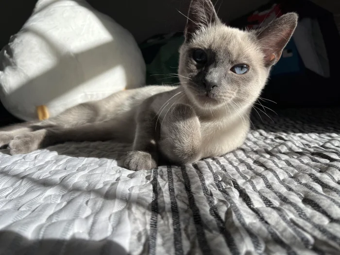 Котики при деле: 20+ пушистиков, занятых важными кошачьими обязанностями