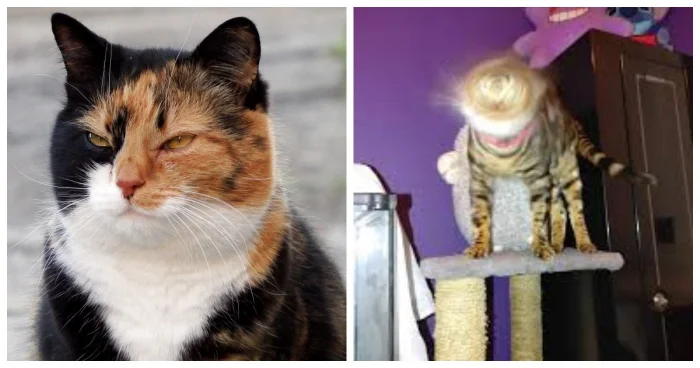 20 очаровательных пушистиков с мордочками, которым сложно устоять