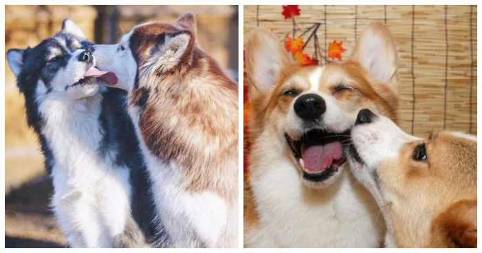 Собаки, которые обожают целоваться