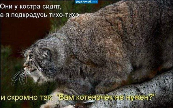 Кото-баяны