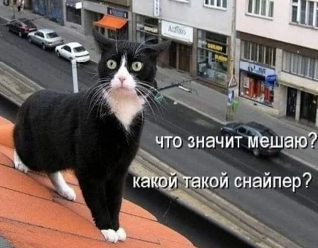 Кото-баяны