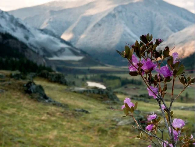 Весенний Алтай – великолепие природы в лучшем её проявлении