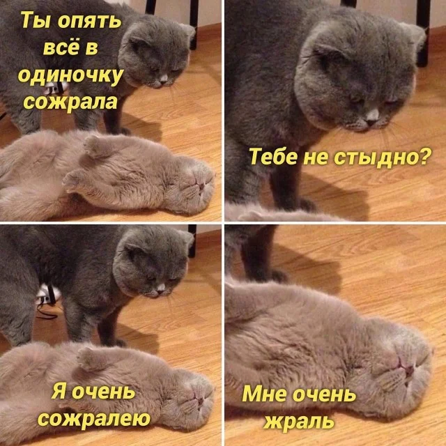 Кото-баяны