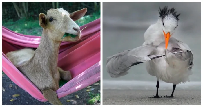 22 фото, которые подтверждают: животные — настоящие комики