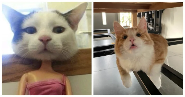 Котики-эксперты по уюту: 22+ пушистых примера расслабления