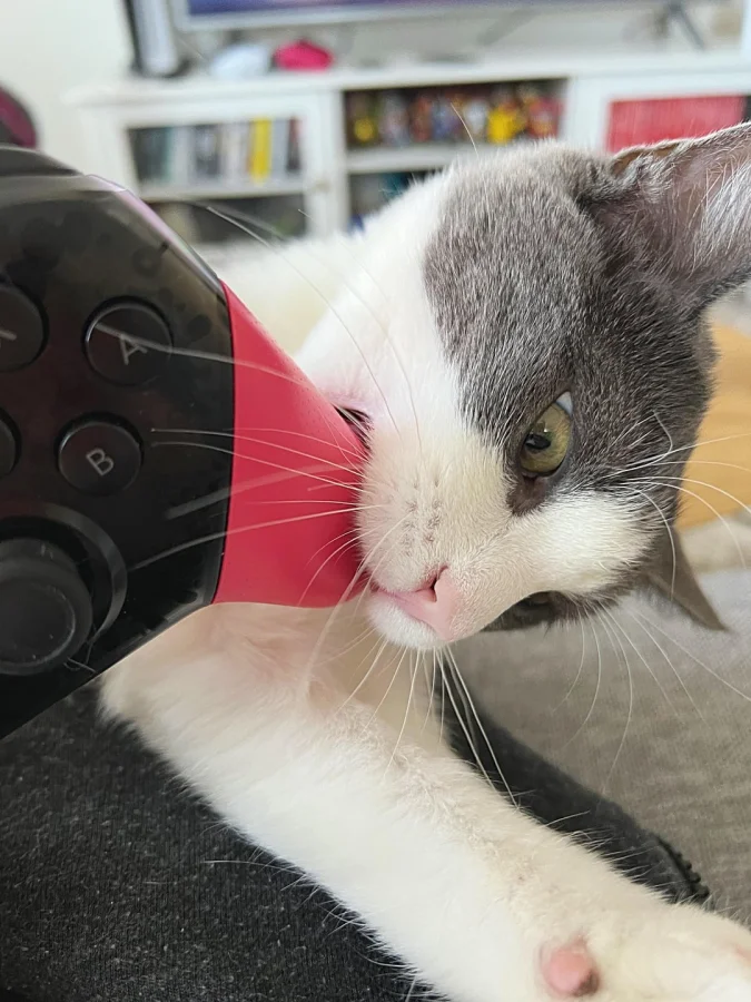 Эти 22 пушистых геймера точно знают, как побеждать в играх