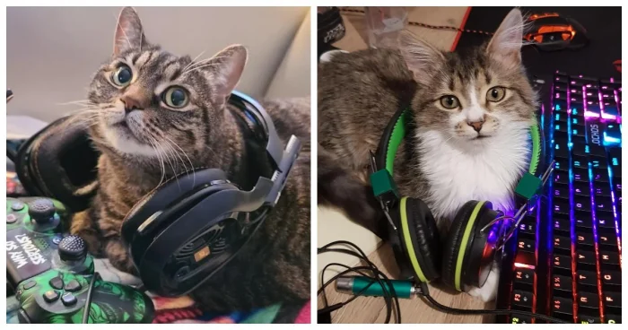 Эти 22 пушистых геймера точно знают, как побеждать в играх