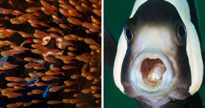 Лучшие кадры подводного мира: 37 работ с фотоконкурса Ocean Art 2024