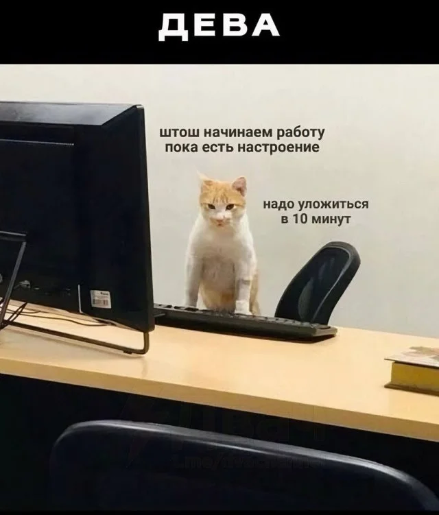 Какой вы мемный кот по знаку зодиака? Астрологи знают ответ!