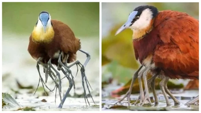 Удивительное существо: зачем ему столько конечностей?