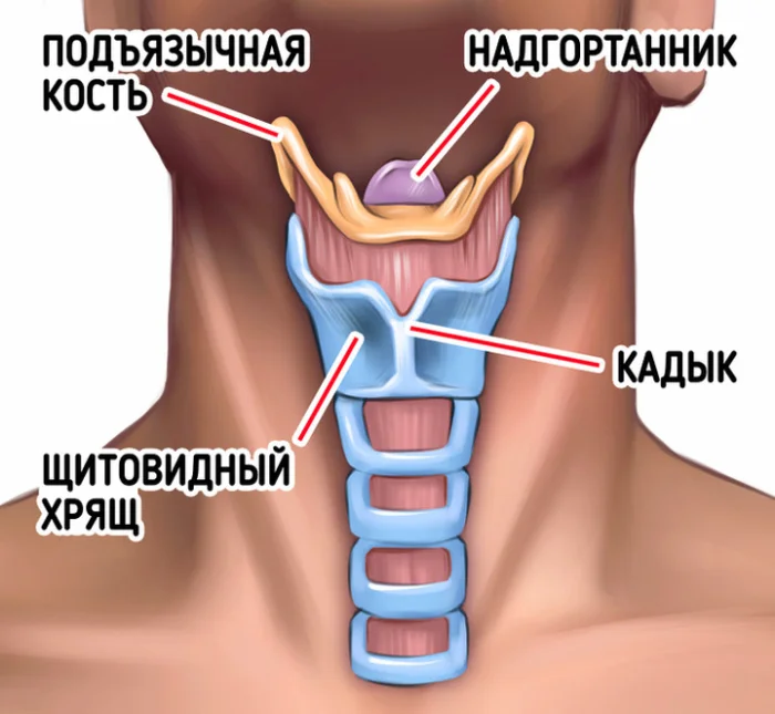 Зачем человеку кадык и почему он заметен только у мужчин?