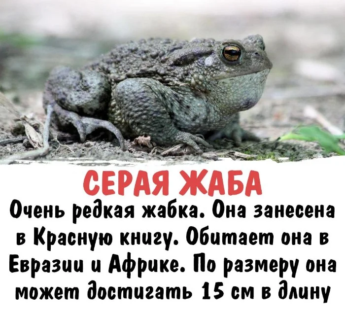 Интересная биология #62