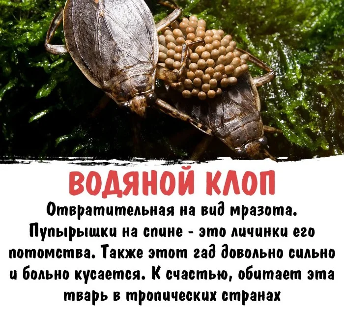 Интересная биология #63