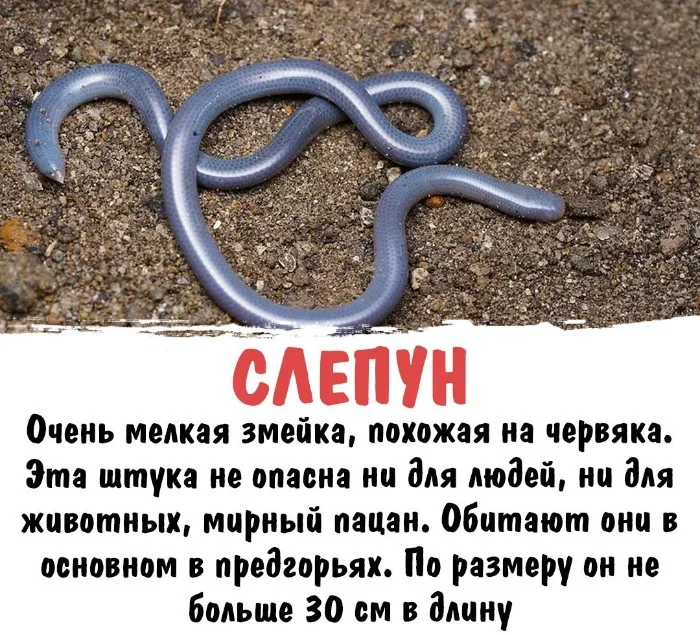 Интересная биология #63