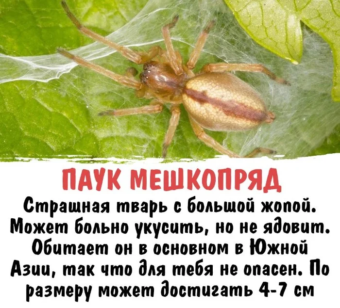 Интересная биология #65