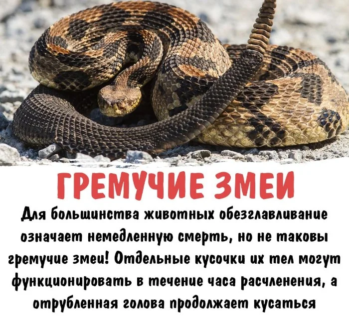 Интересная биология #68