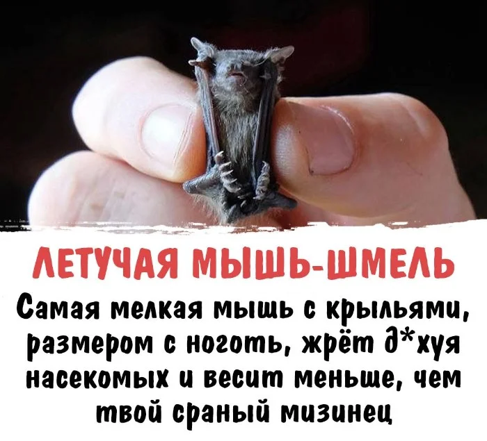 Интересная биология #69