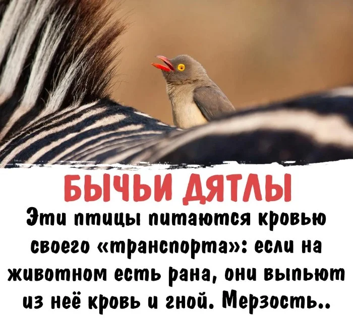 Интересная биология #72