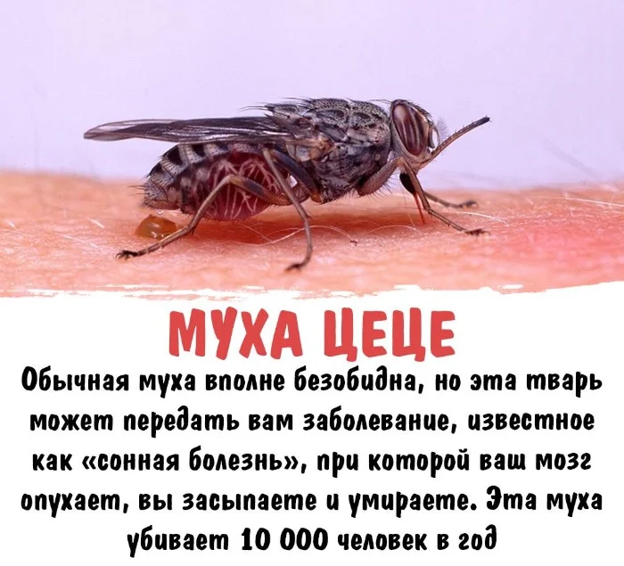 Интересная биология #72