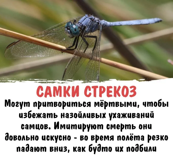 Интересная биология #75