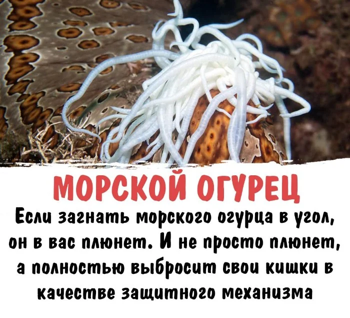 Интересная биология #75