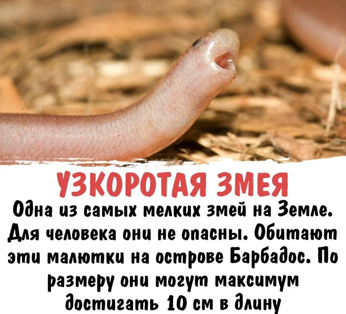 Интересная биология #76