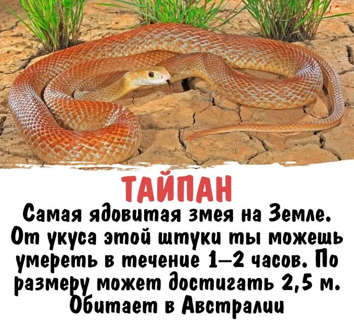 Интересная биология #79