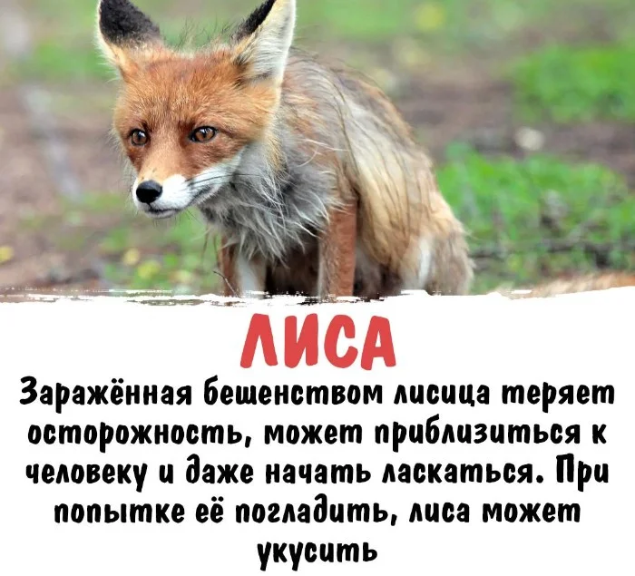 Интересная биология #80