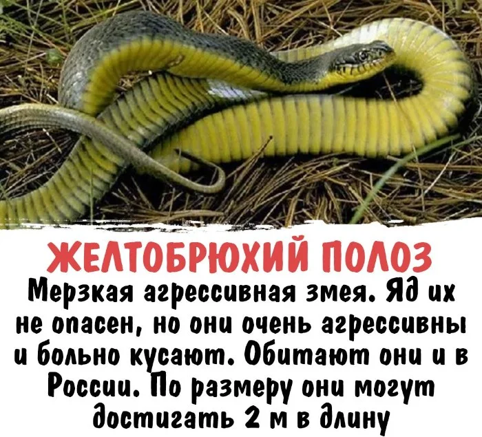 Интересная биология #80