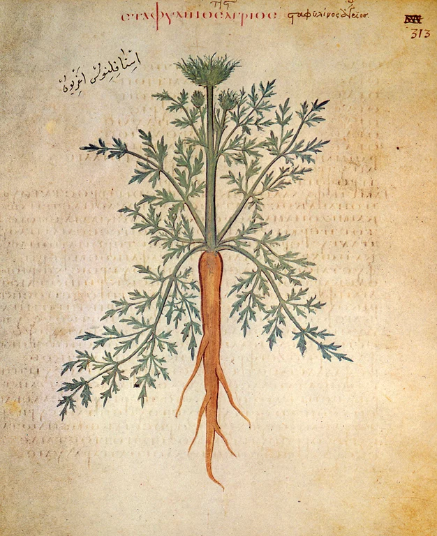 Путь моркови сквозь века: от древности до современной кухни