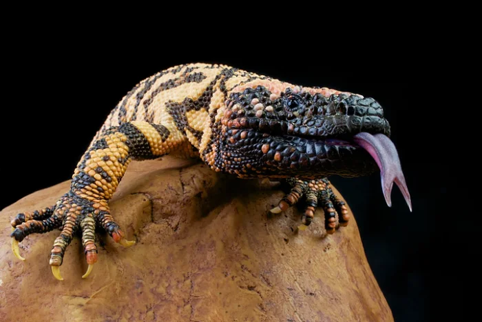 Это существо питается раз в несколько месяцев — и помогло в борьбе с диабетом