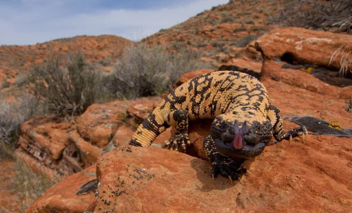 Это существо питается раз в несколько месяцев — и помогло в борьбе с диабетом