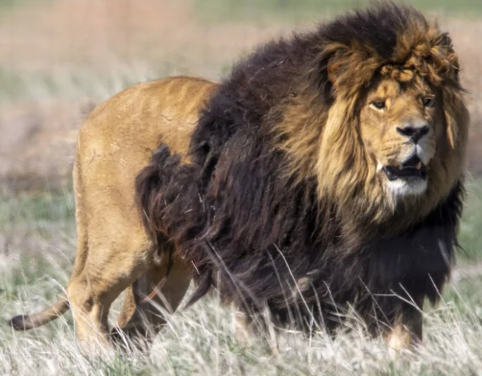 Без них природа рухнет: самые важные виды для экосистемы