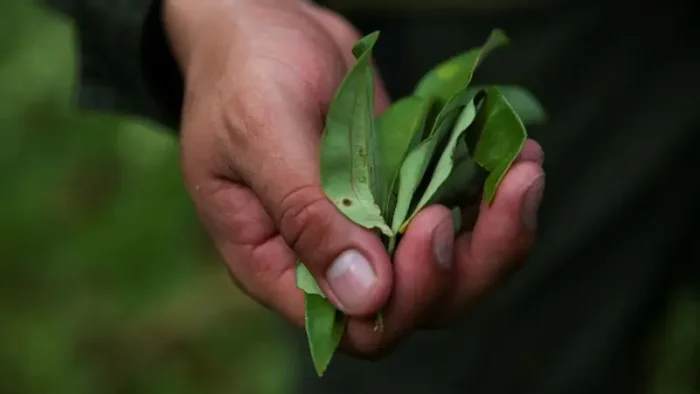 Колумбия призывает ООН исключить листья коки из списка запрещенных веществ