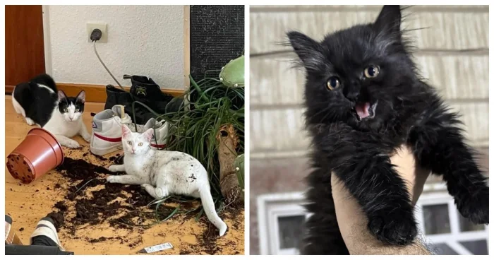 Кошачий апокалипсис: 20 случаев, когда пушистики устроили дома погром