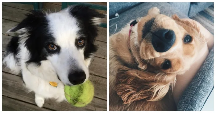 20 очаровательных пёселей, которые растопят любое сердце