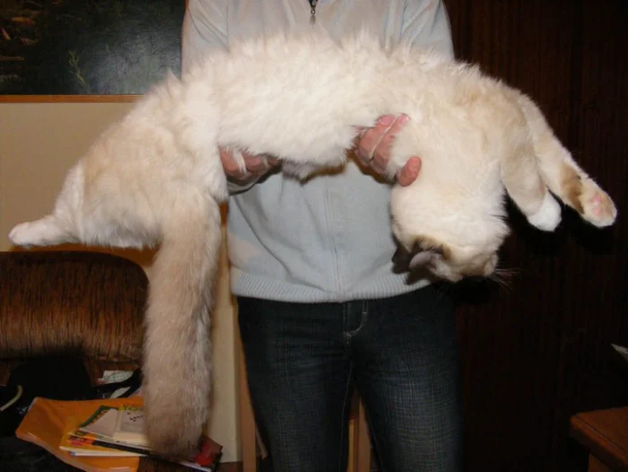 Первая кошка в доме: лучшие породы для начинающих