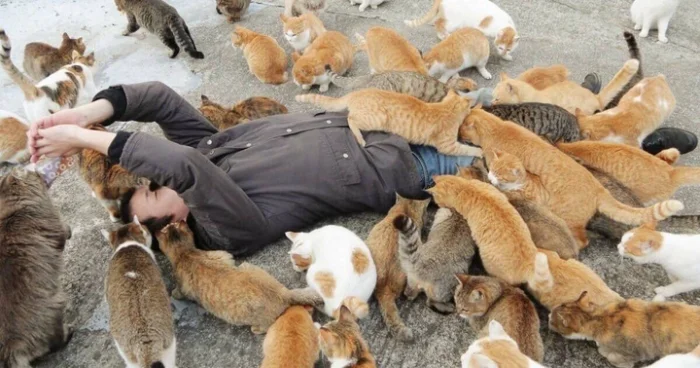 Первая кошка в доме: лучшие породы для начинающих