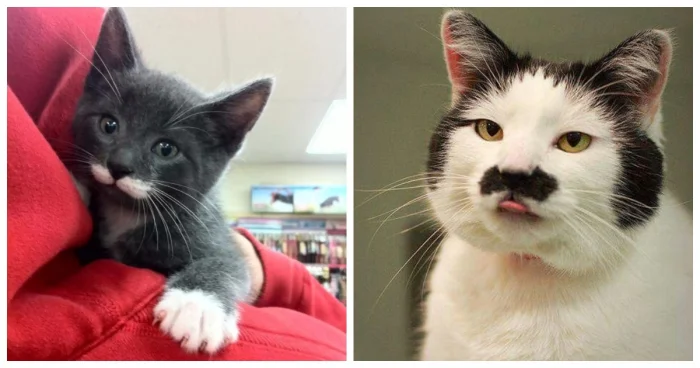 20 котиков с двойной порцией очарования от природы