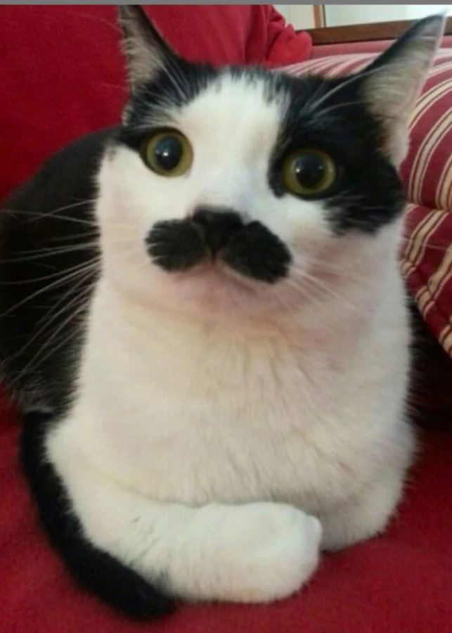 20 котиков с двойной порцией очарования от природы