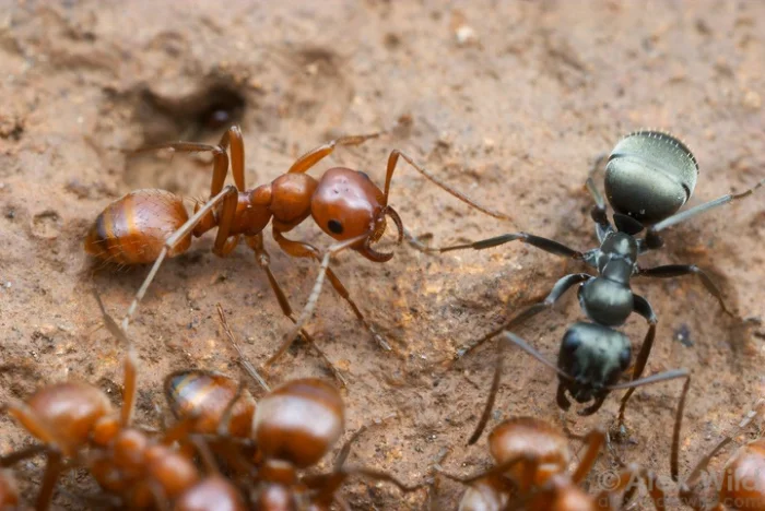 Захватчики муравьиного мира: насекомые, выращивающие рабов