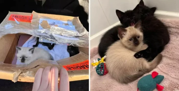 Мужчина увидел коробку под грузовиком и спас людей от беды