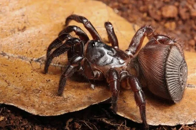 Обнаружили странную «монету» в земле? Ни в коем случае не трогайте!